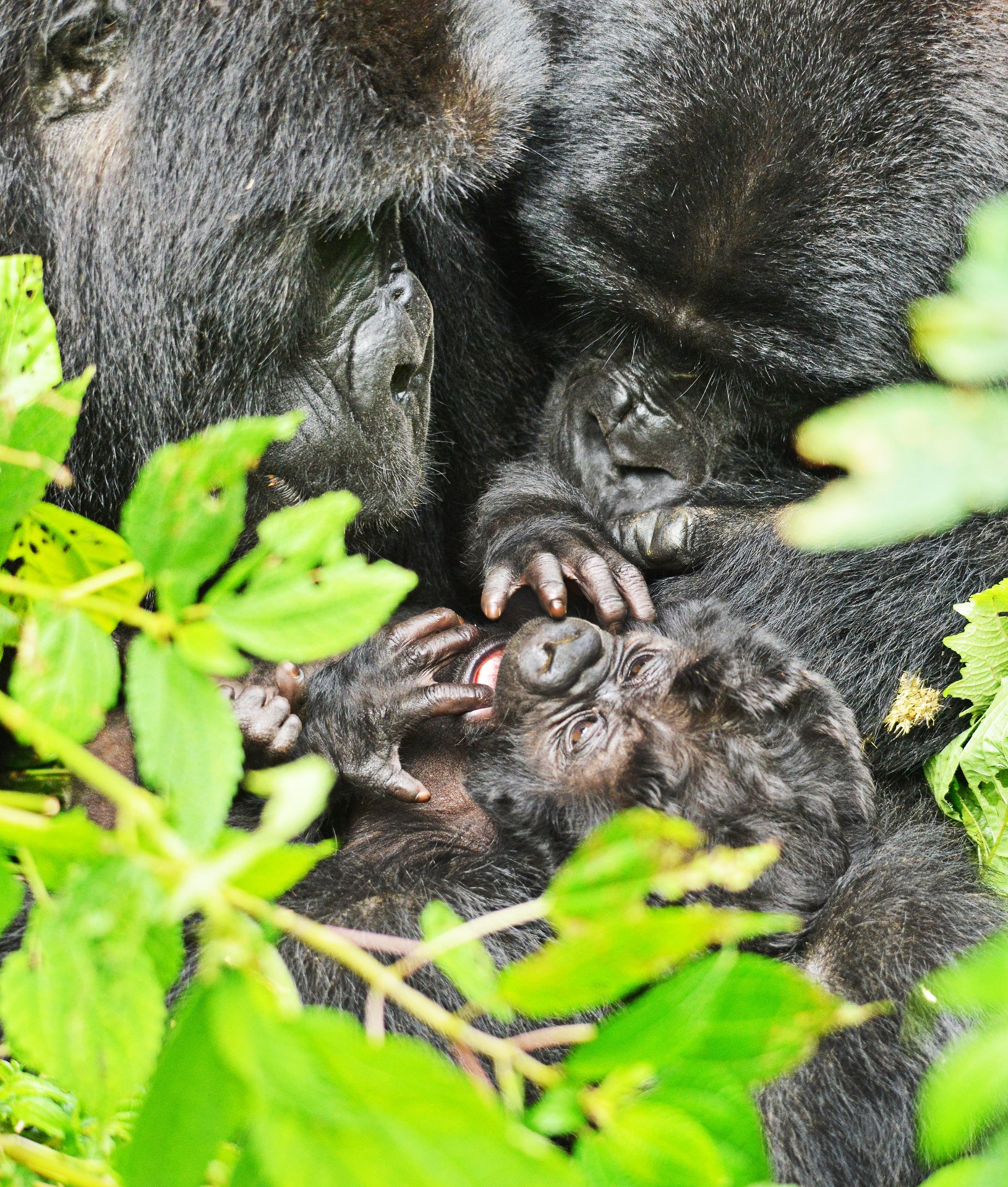 Gorilla trekking experience in Bwindi