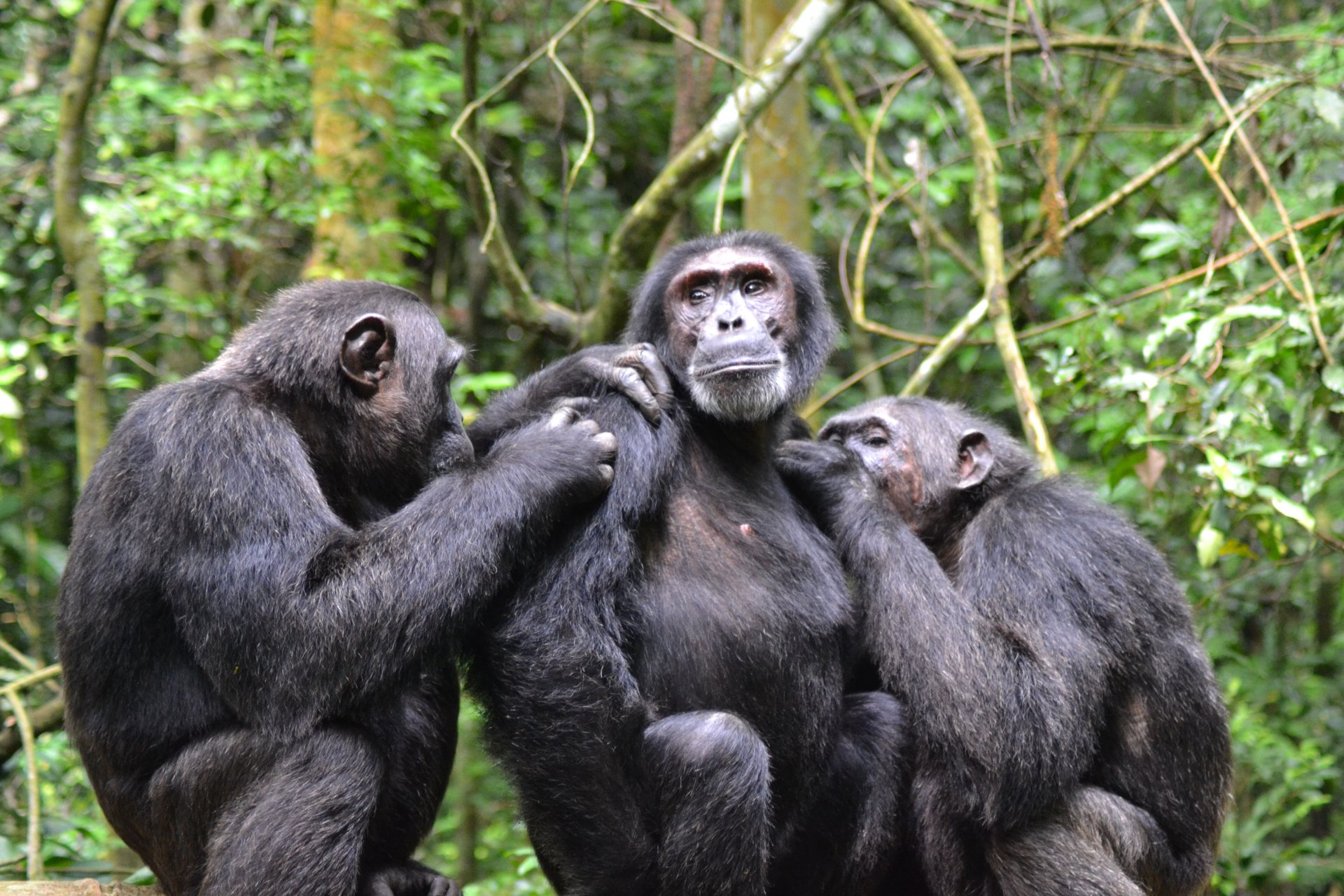 Kibale chimpanzee experience in Uganda