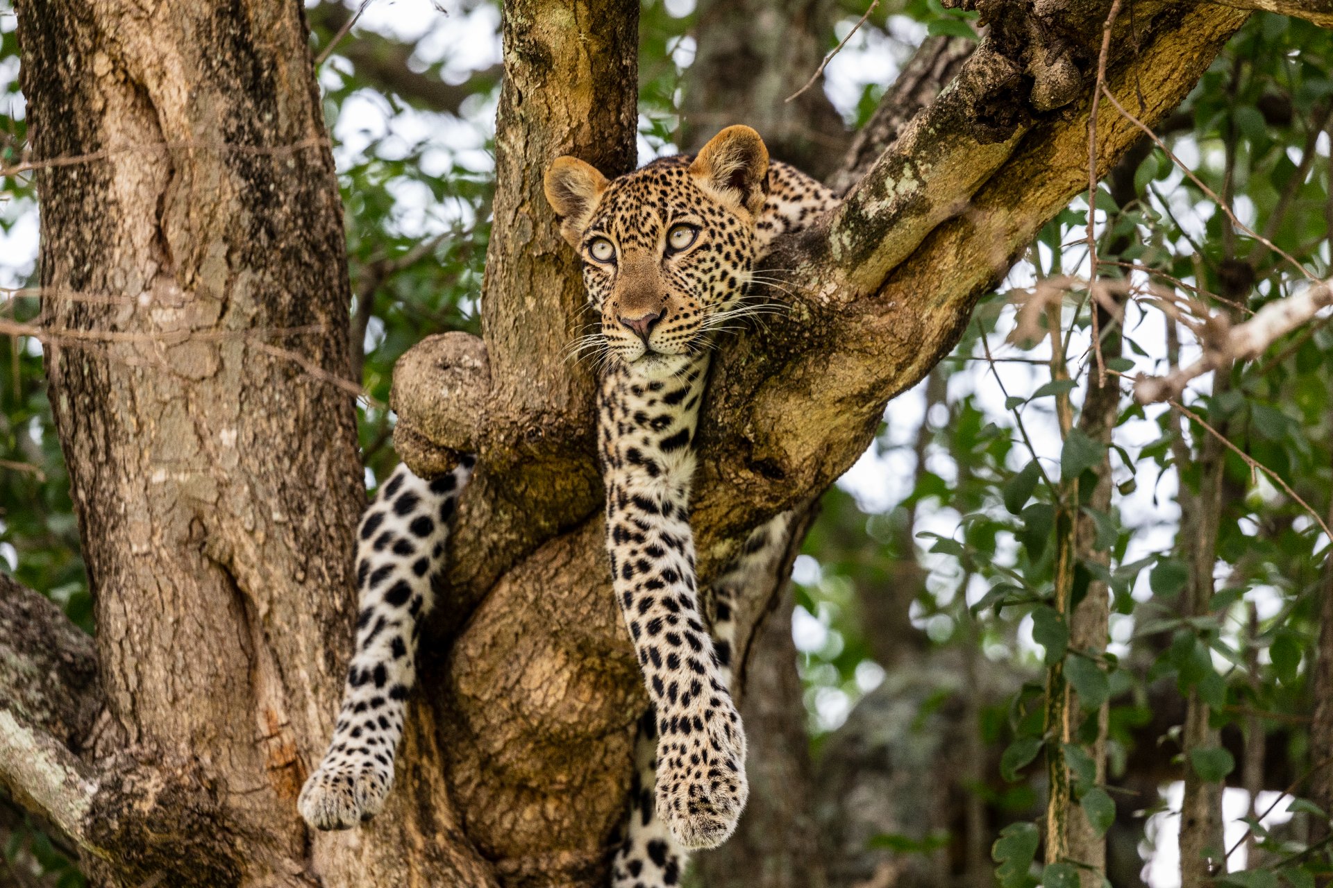 Queen Elizabeth National Park excursion