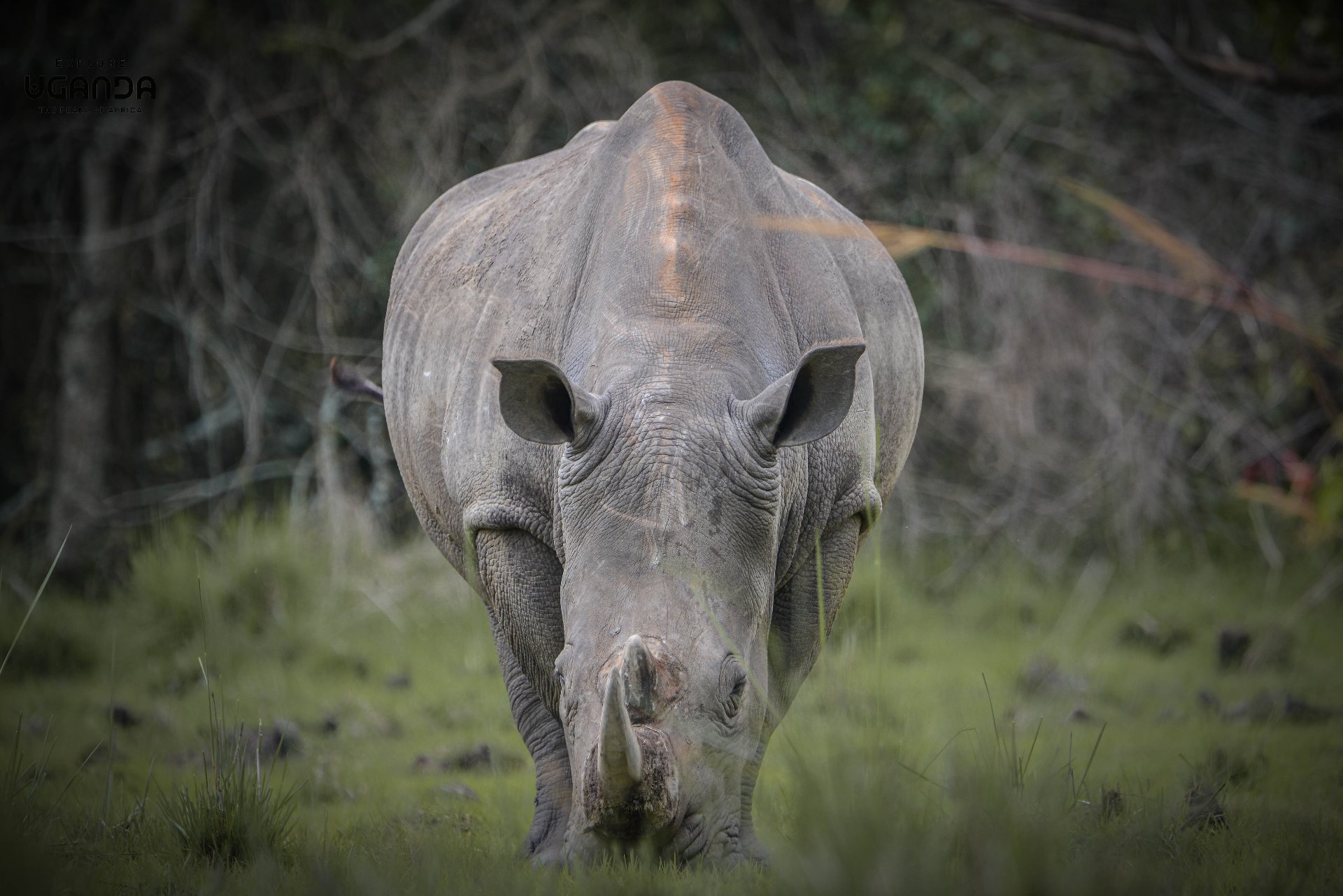 Rhino trekking experience at Ziwa